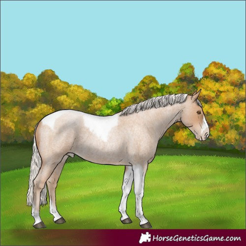 Horse Color:Silver Blue Roan Pearl Tobiano Frame