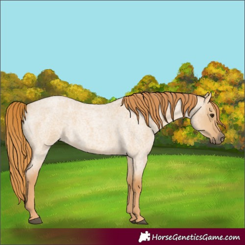 Horse Color:Red Dun Roan 