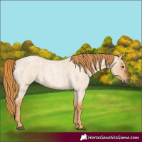 Horse Color:Red Dun Roan 