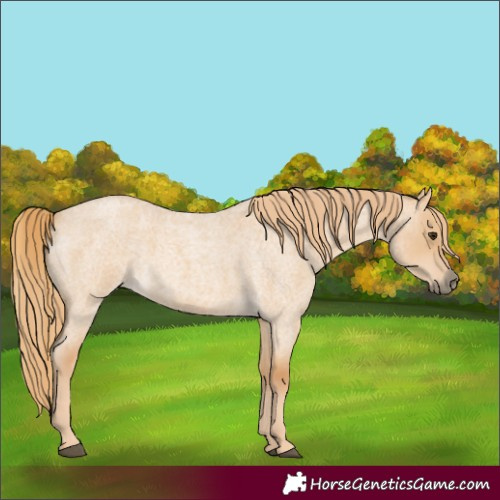 Horse Color:Red Dun Roan 