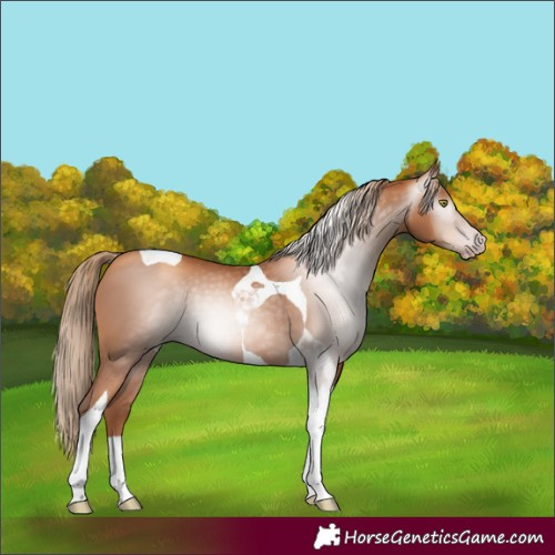 Horse Color:Gray Gold Champagne Tobiano