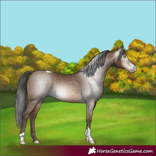 Horse Color:Gray Amber Champagne Tobiano 
