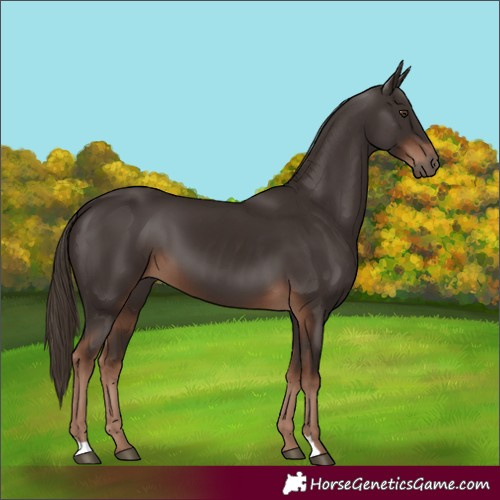 Horse Color:Liver Chestnut 
