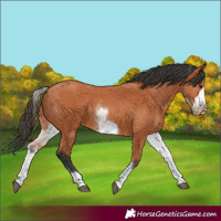 Horse Color:White Spotted Bay Frame