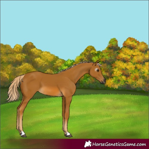 Horse Color:Gray Palomino 