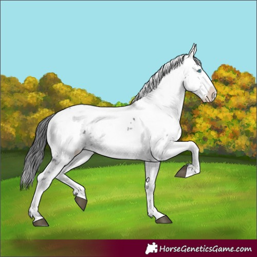 Horse Color:Black Frame 