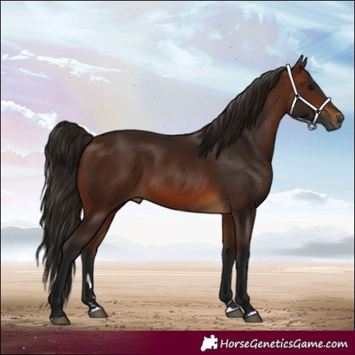 Horse Color:Gray Bay 