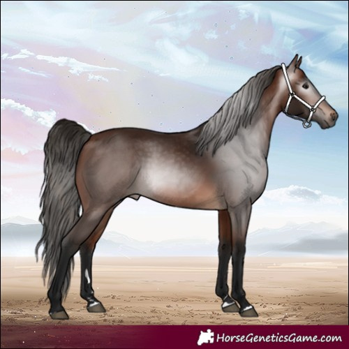Horse Color:Gray Bay 