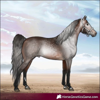 Horse Color:Gray Bay 