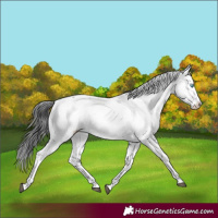 Horse Color:Black Frame Appaloosa