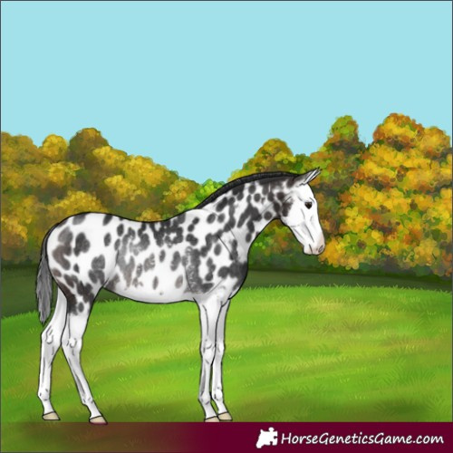 Horse Color:Brown Splash Appaloosa Rabicano
