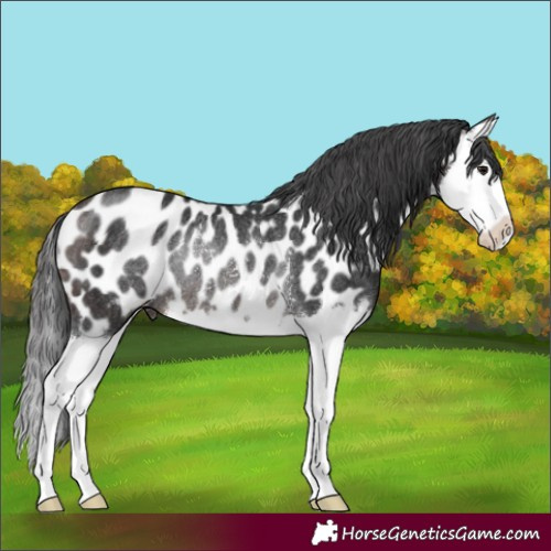 Horse Color:Brown Splash Appaloosa Rabicano 