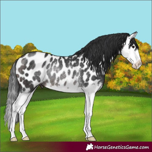 Horse Color:Brown Splash Appaloosa Rabicano 