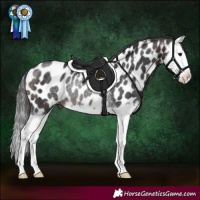 Horse Color:Brown Splash Near Leopard Rabicano