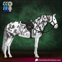 Horse Color:Brown Splash Near Leopard Rabicano