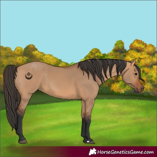 Horse Color:Bay Dun
