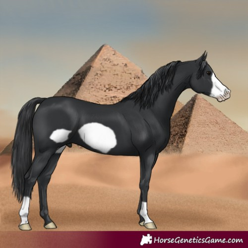 Horse Color:Black Frame 