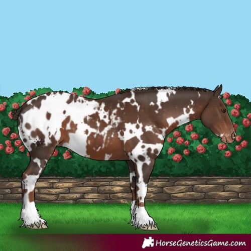 Horse Color:White Spotted Liver Chestnut Appaloosa 