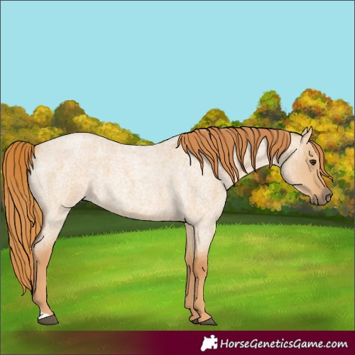 Horse Color:Red Dun Roan