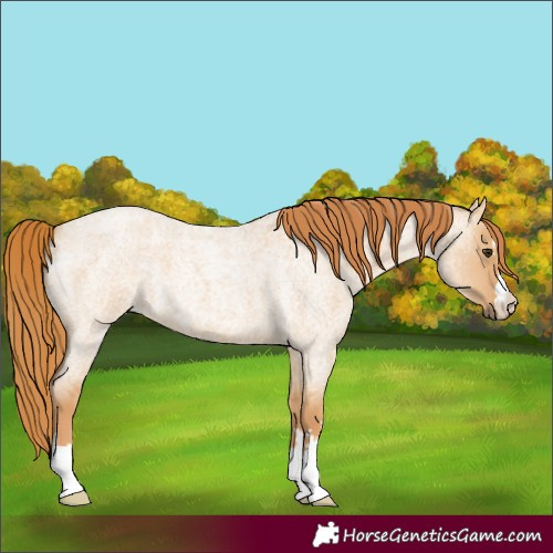 Horse Color:Red Dun Roan 