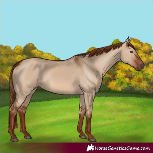 Horse Color:Red Dun Rabicano 