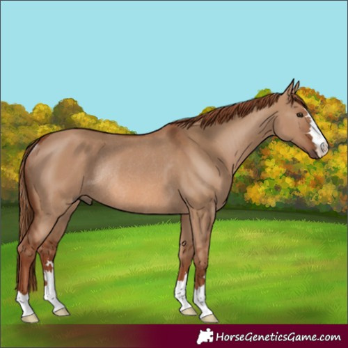 Horse Color:Red Dun Rabicano 