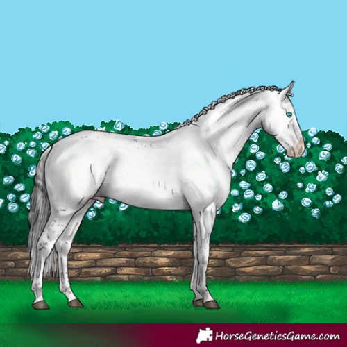 Horse Color:Black Frame