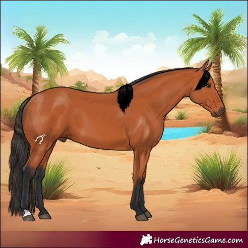 Horse Color:Bay 