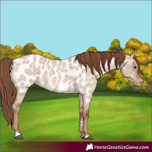 Horse Color:Red Dun Roan Appaloosa 