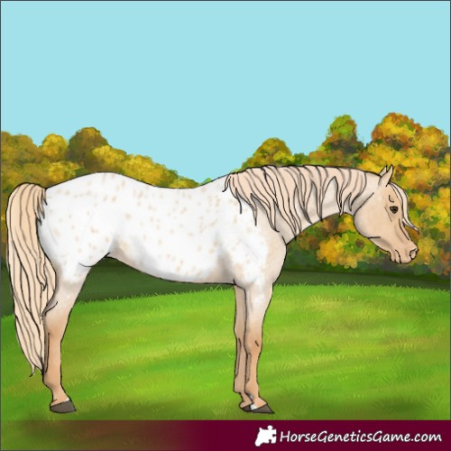 Horse Color:Red Dun Roan Appaloosa 