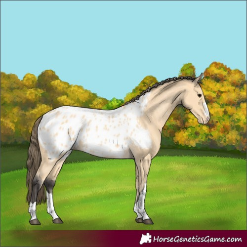 Horse Color:Buckskin Appaloosa 