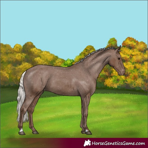 Horse Color:Silver Black Appaloosa