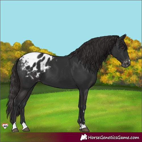 Horse Color:Liver Chestnut Appaloosa