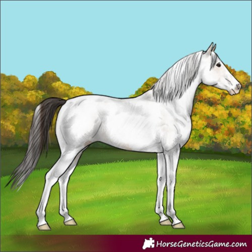 Horse Color:White Spotted Bay Dun Tobiano Rabicano