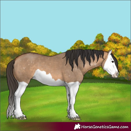 Horse Color:Bay Dun Splash 