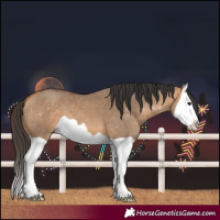 Horse Color:Bay Dun Splash 