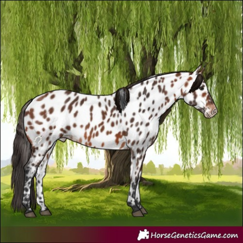 Horse Color:Bay Near Leopard
