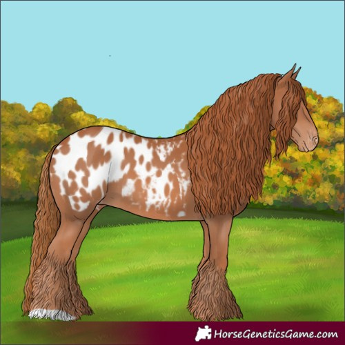 Horse Color:Chestnut Appaloosa 