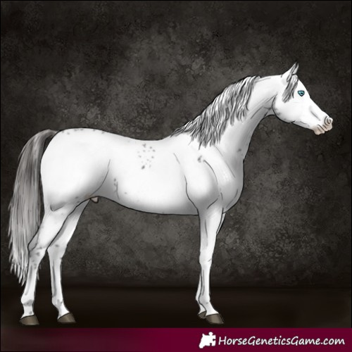 Horse Color:Liver Chestnut Splash Frame 