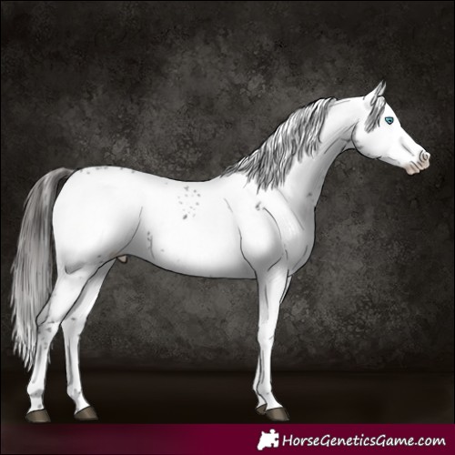 Horse Color:Liver Chestnut Splash Frame 