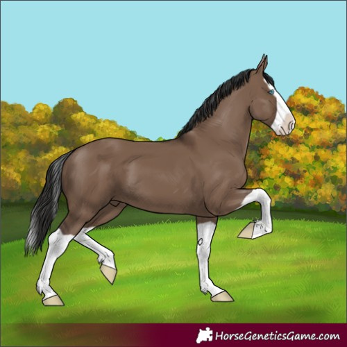 Horse Color:Liver Red Dun Splash 