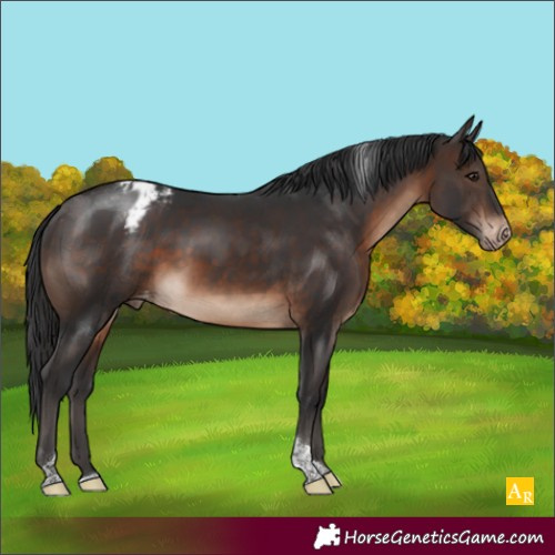 Horse Color:Brown Tobiano Varnish Rabicano