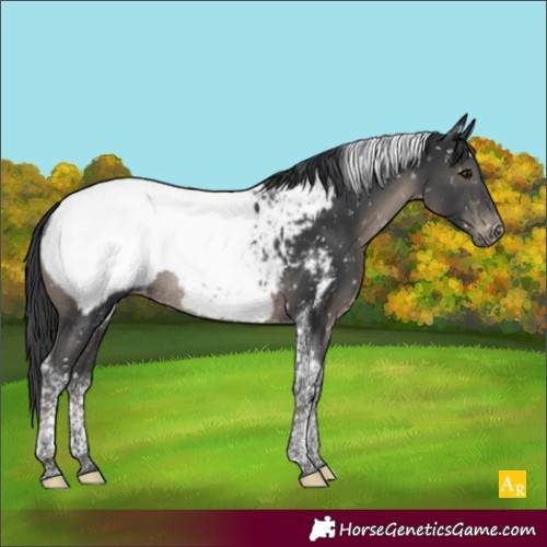 Horse Color:Black Tobiano Appaloosa Rabicano