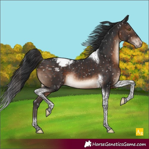 Horse Color:Brown Tobiano Appaloosa Rabicano