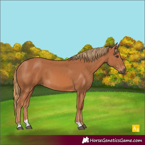 Horse Color:Chestnut 