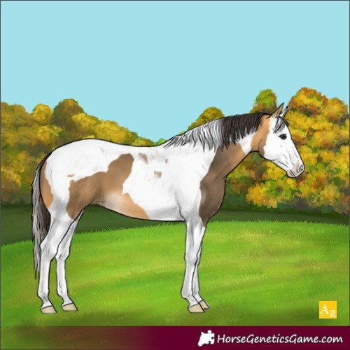 Horse Color:Buckskin Splash Tobiano 
