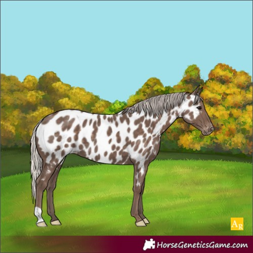Horse Color:Silver Black Appaloosa 