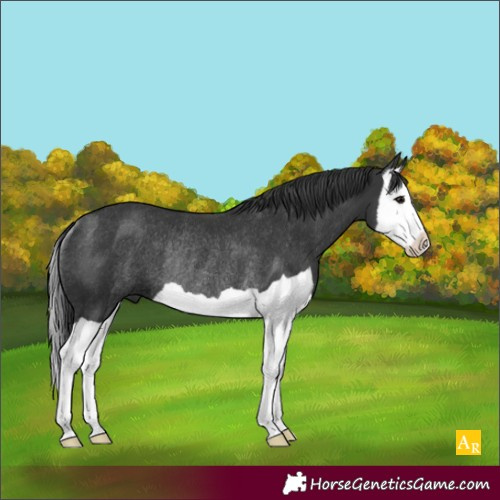 Horse Color:Black Splash Rabicano 