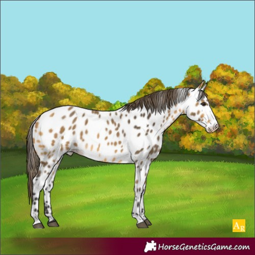 Horse Color:Buckskin Appaloosa