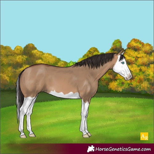 Horse Color:Bay Dun Splash